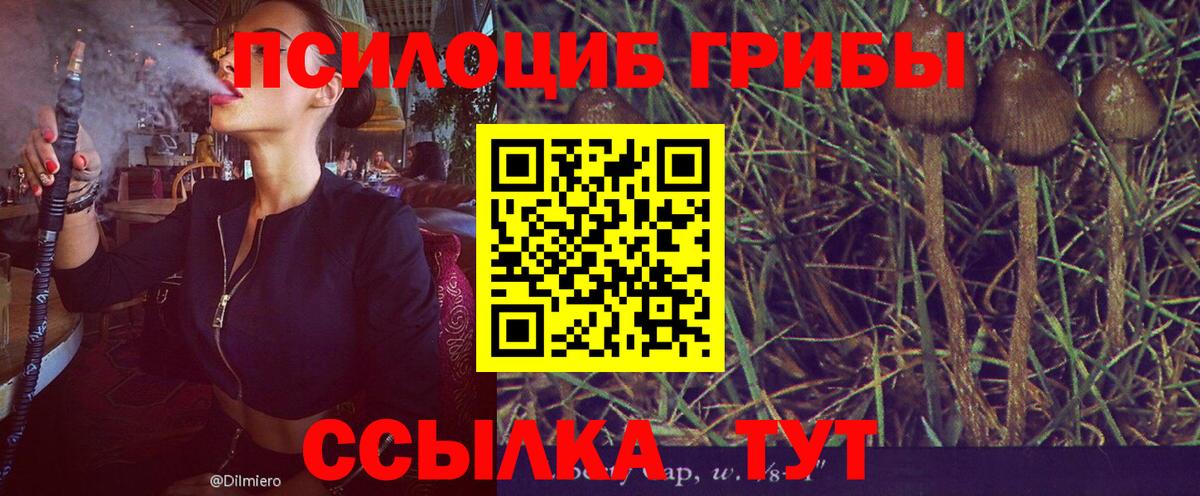 Галлюциногенные грибы мухоморы  купить наркоту  Североморск  Галлюциногенные грибы MAGIC MUSHROOMS 